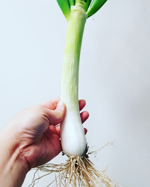 대가농원 이미지