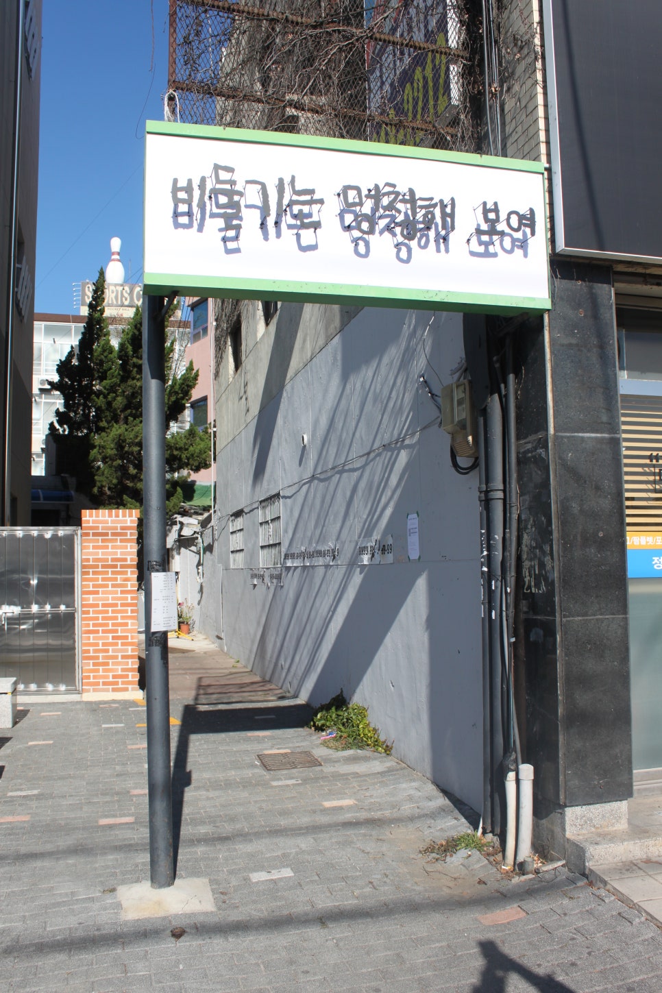 비둘기는멍청해보여 이미지