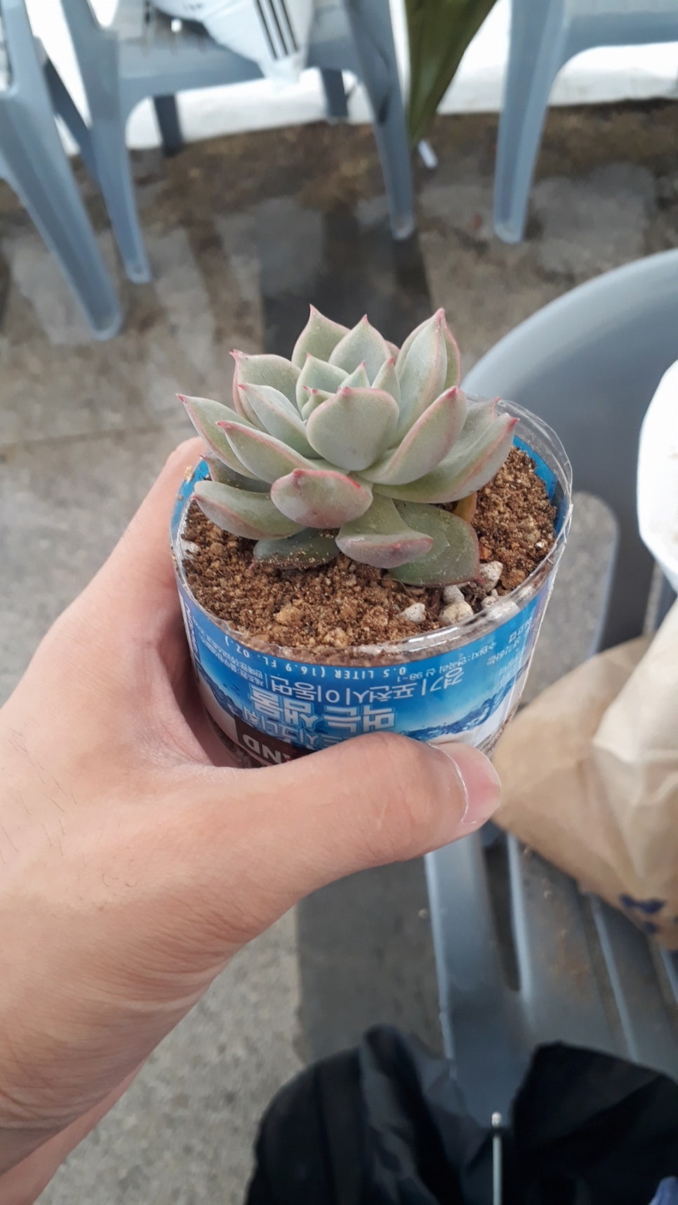 테라아미 이미지