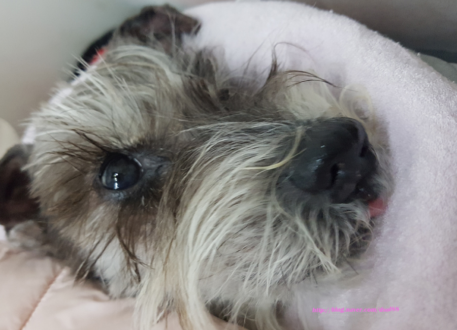 코샷 이미지