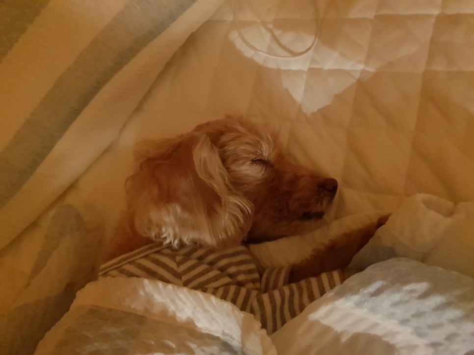 엉알펍 이미지