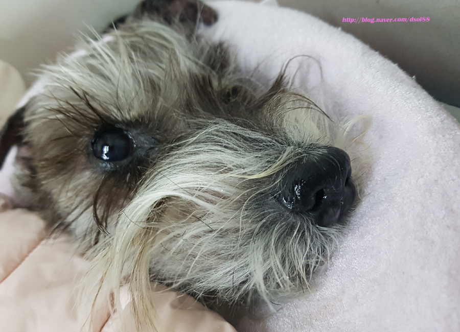 코샷 이미지