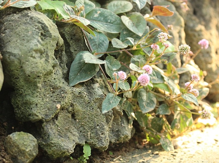 화산농원 이미지