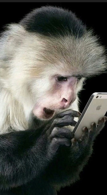 블롱쉬 이미지