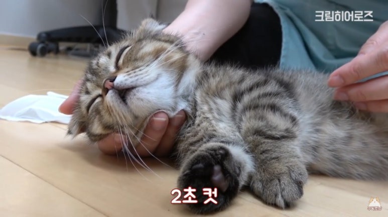 루루 이미지
