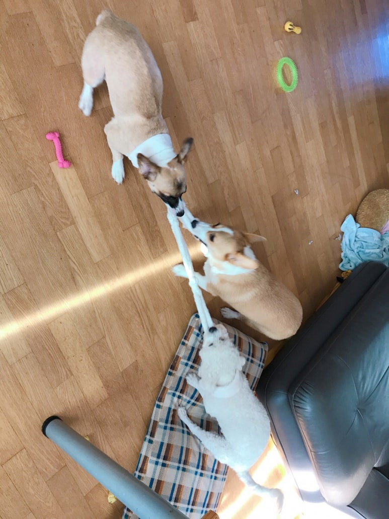 차케 이미지