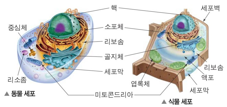 세포의 특징 기능 구조와 세포소기관 핵 미토콘드리아 엽록체의 역할 네이버 블로그