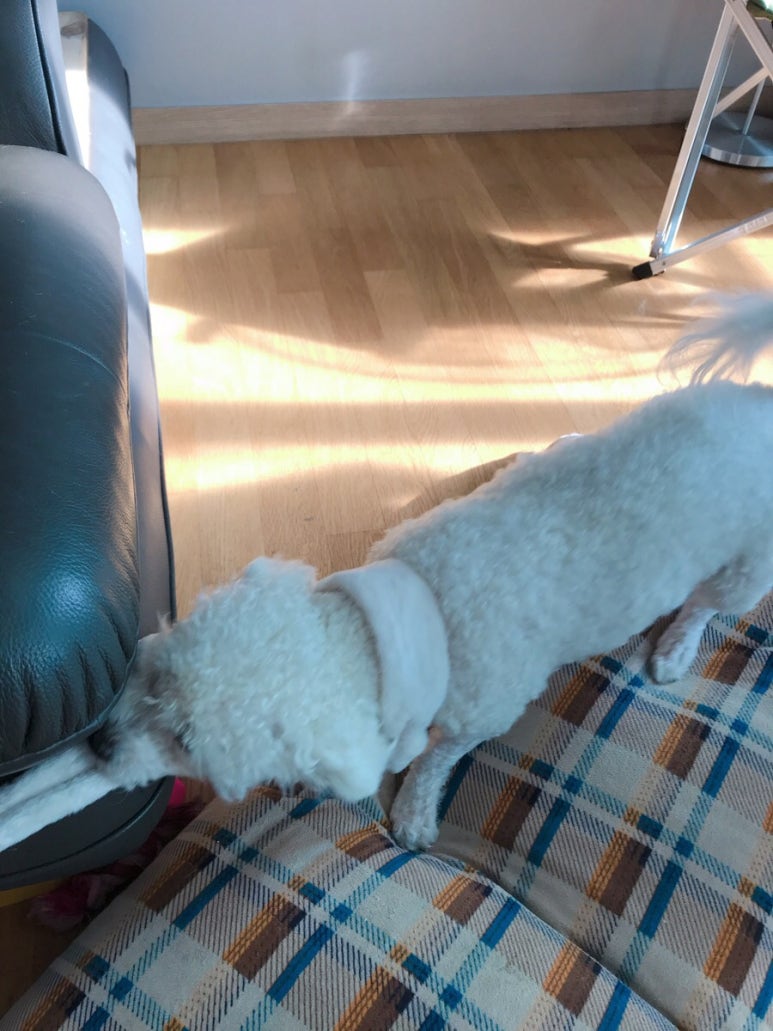 차케 이미지