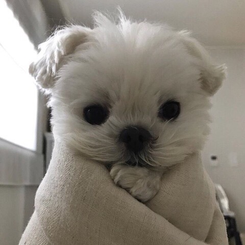 떡볶이스타 이미지