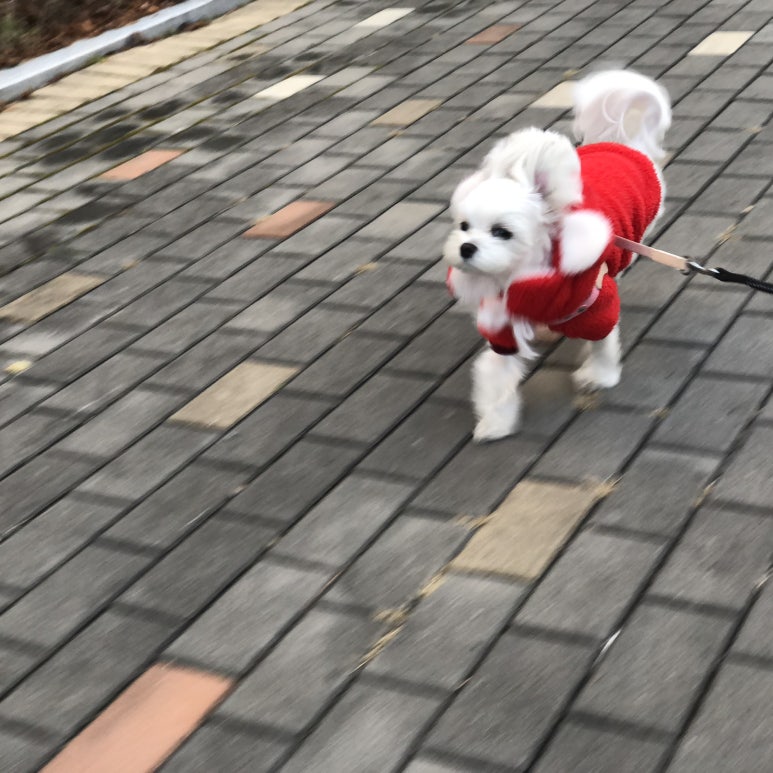 리프리오 이미지