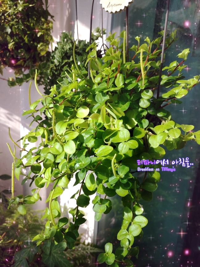 단정원 이미지