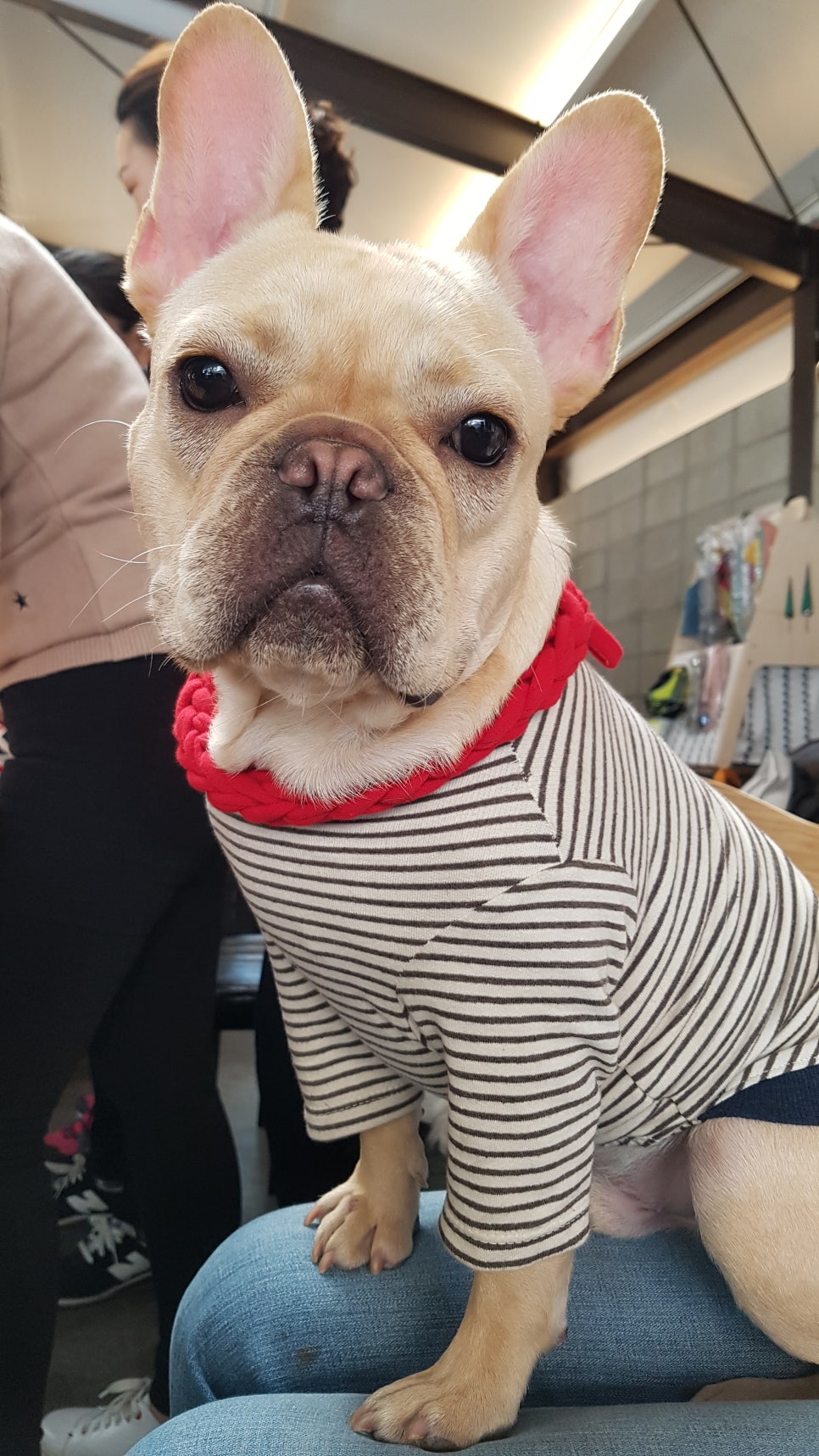 동물다방 이미지