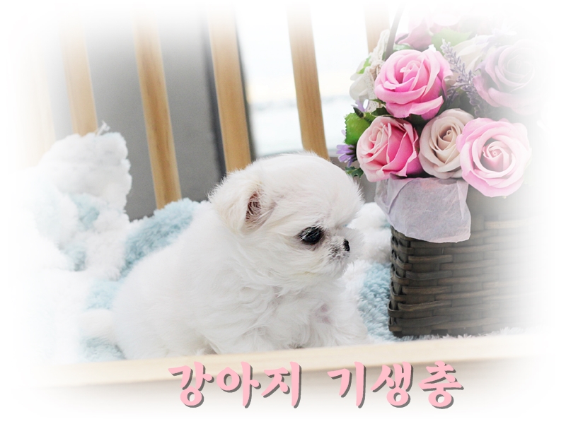 은경생고기 이미지