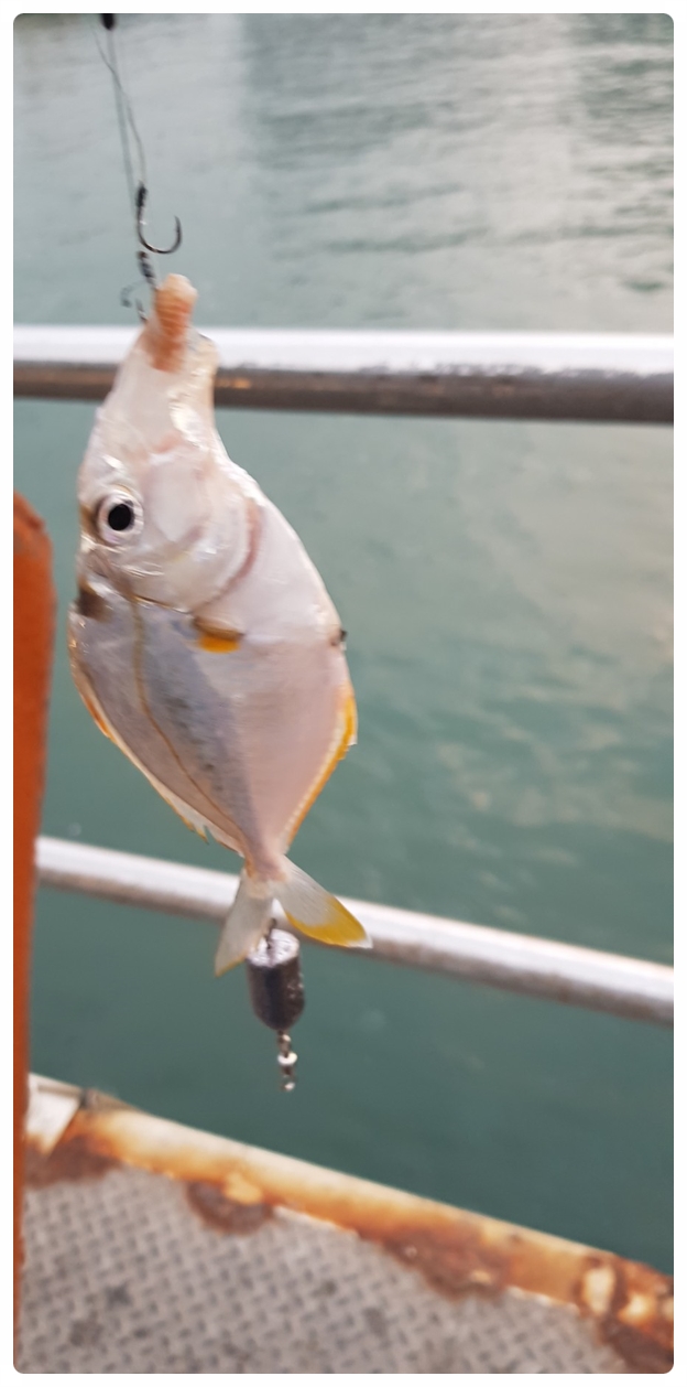 바다풍경치킨 이미지