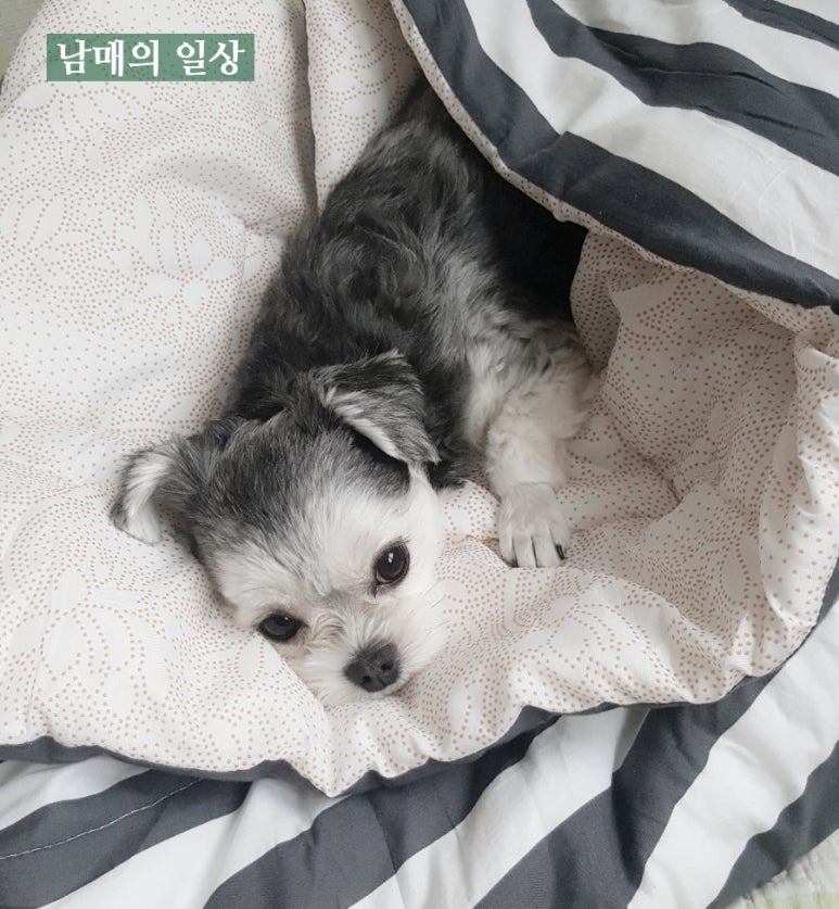 뷰티풀데이플라워 이미지
