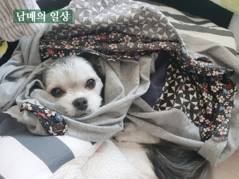 뷰티풀데이플라워 이미지