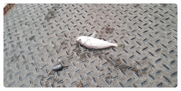 바다풍경치킨 이미지