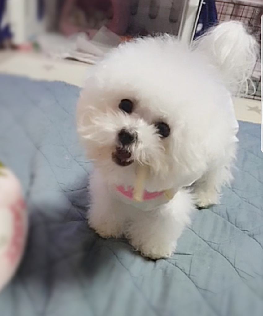 미니도로시 이미지