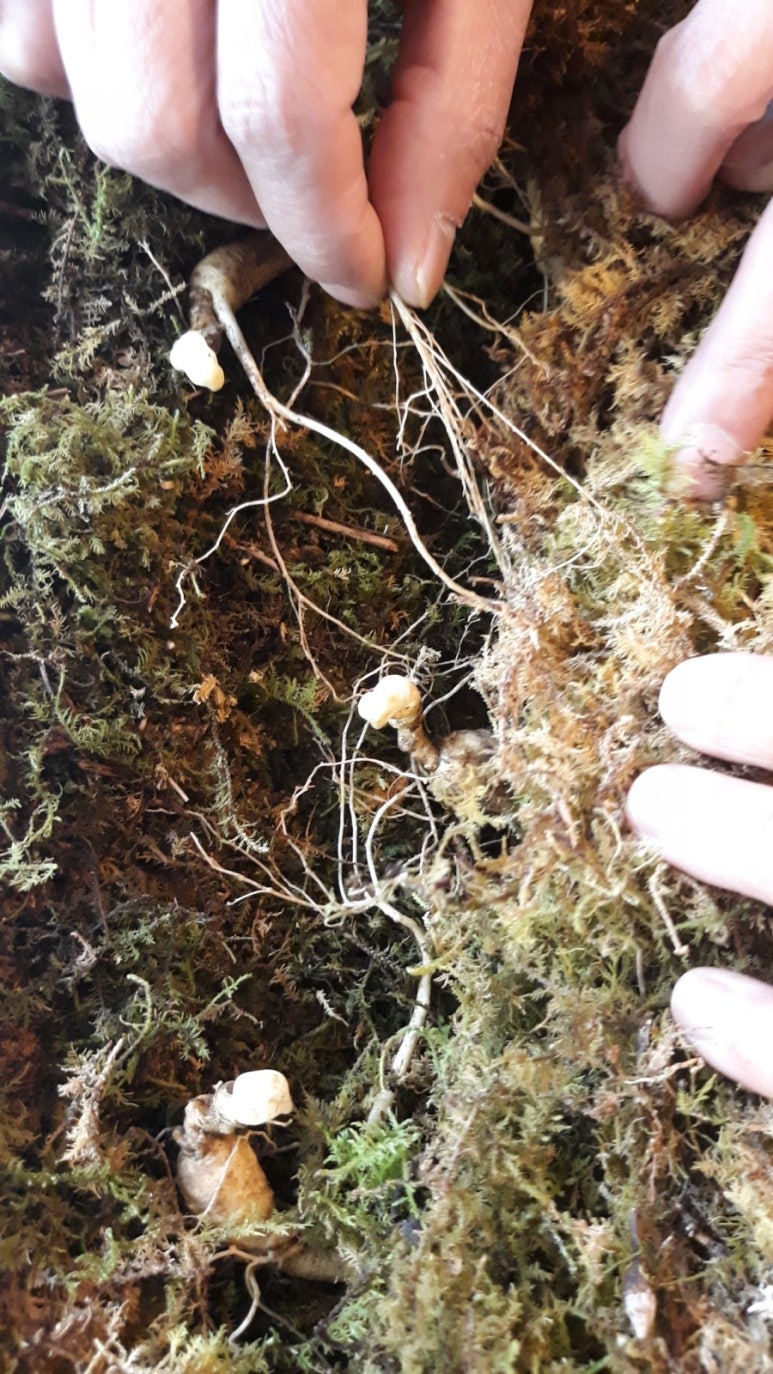 함양 산양삼 조청 이미지
