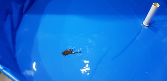 중앙탑민물 이미지