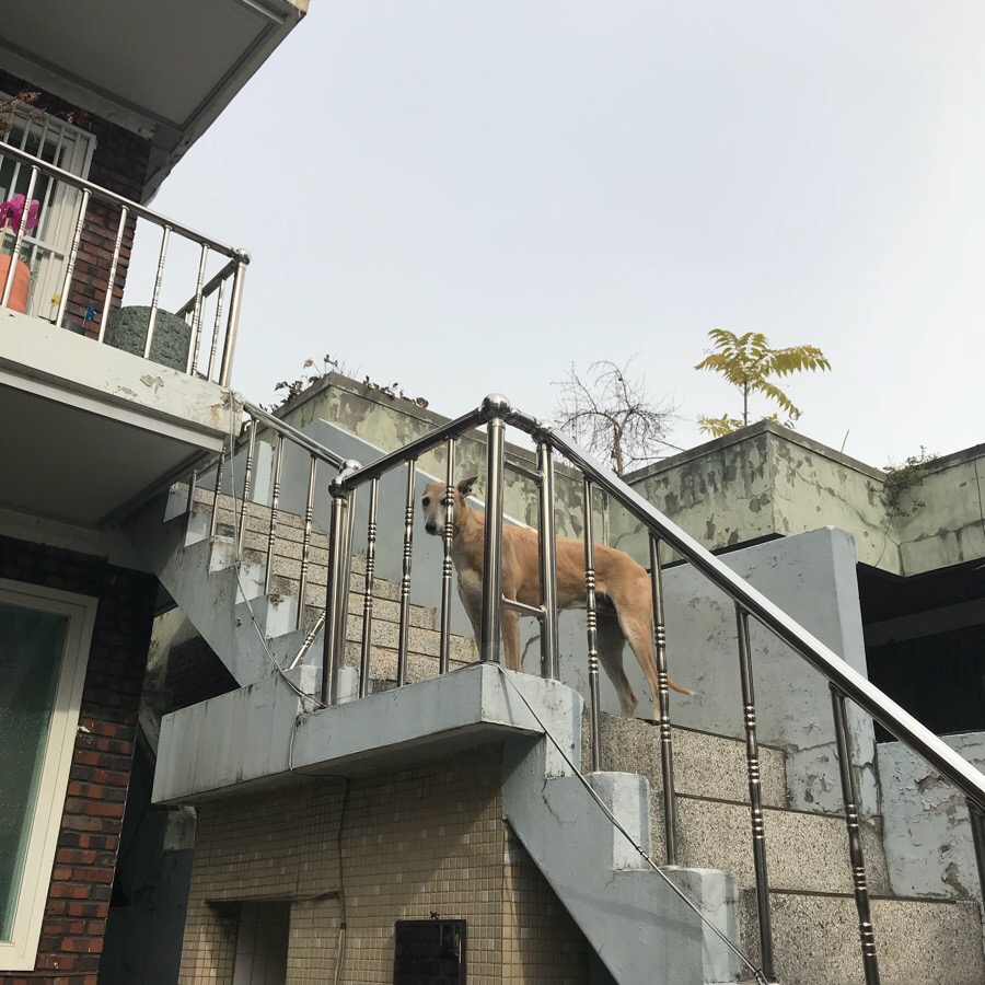 판다이소 이미지