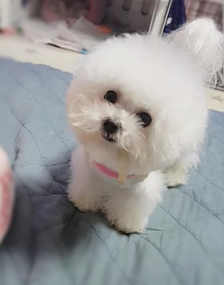미니도로시 이미지