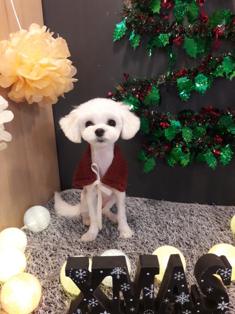 뽀삐미용실 이미지