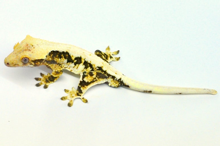 릴리(Lilly) 이미지