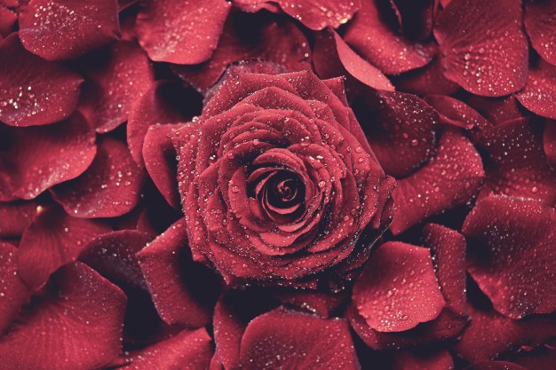 로즈(Rose) 이미지
