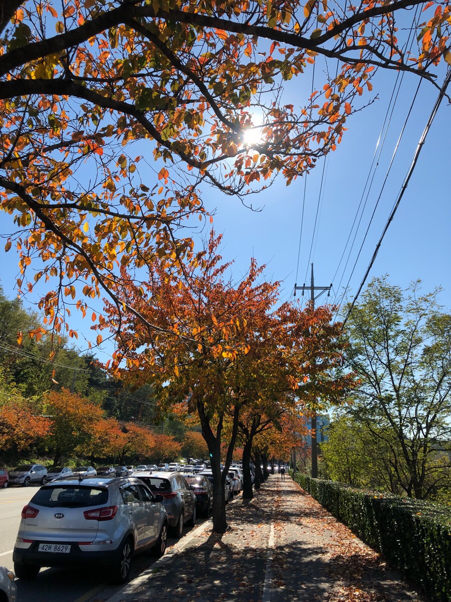 왕솔밭칼국수 이미지