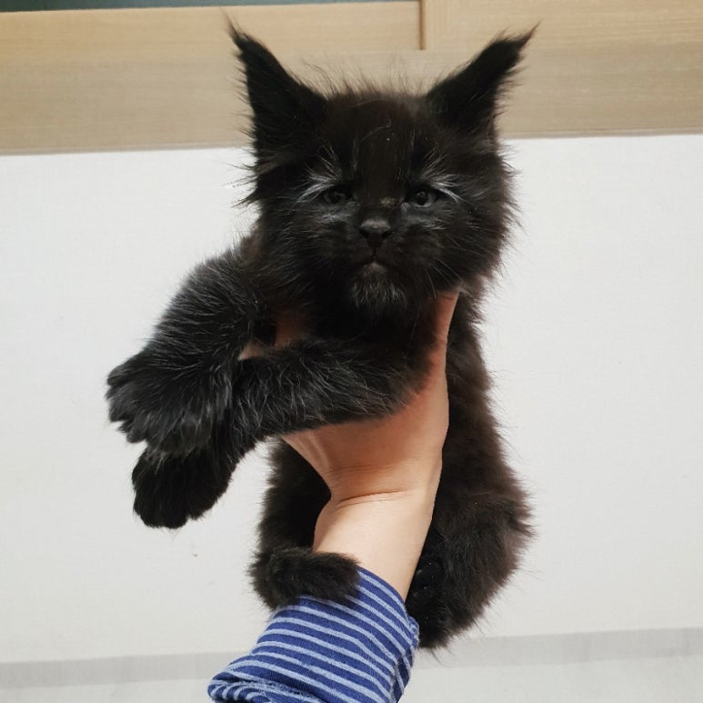 리태 이미지
