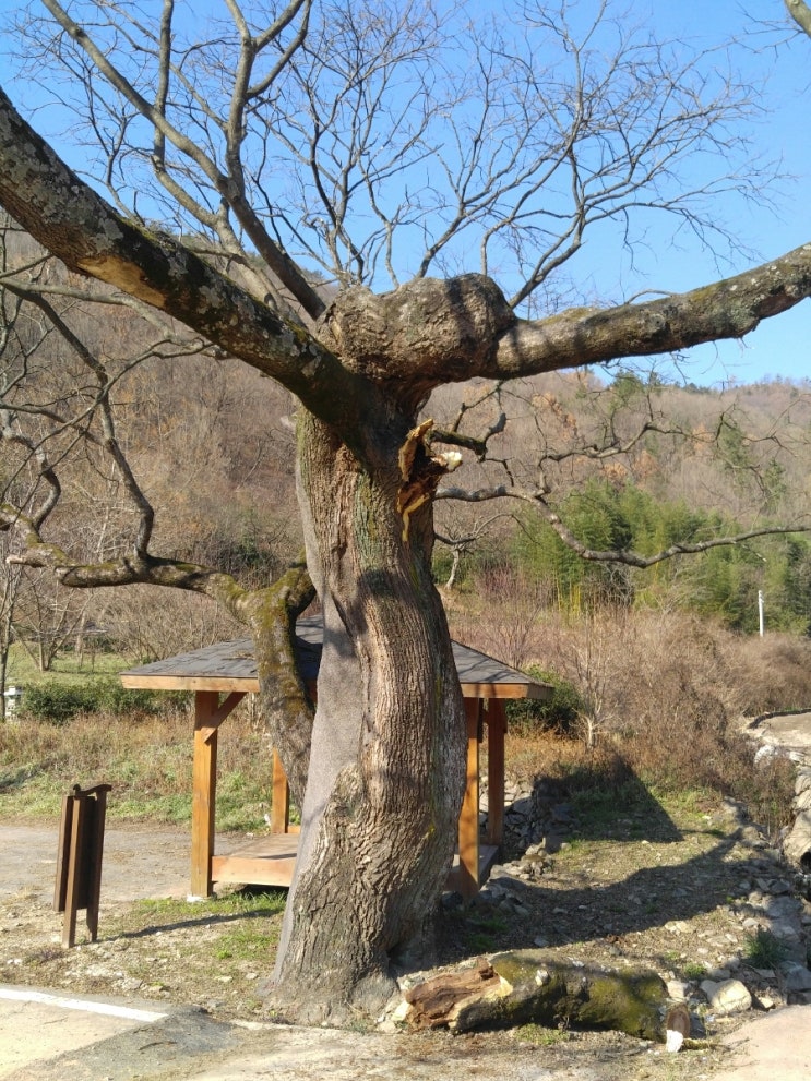 월인천강나비황차원 이미지