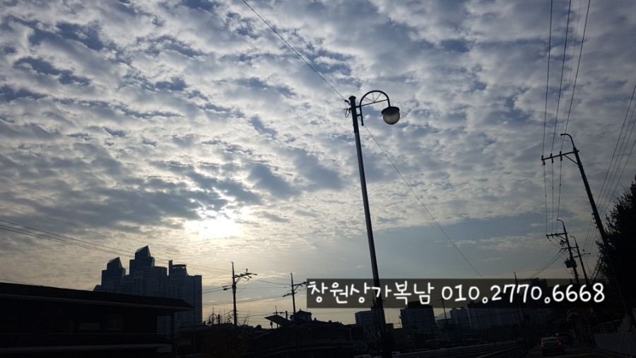 쫑아네 이미지