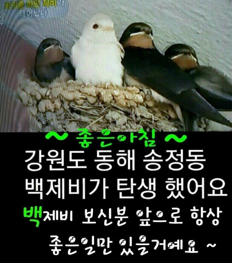 레드펍 이미지