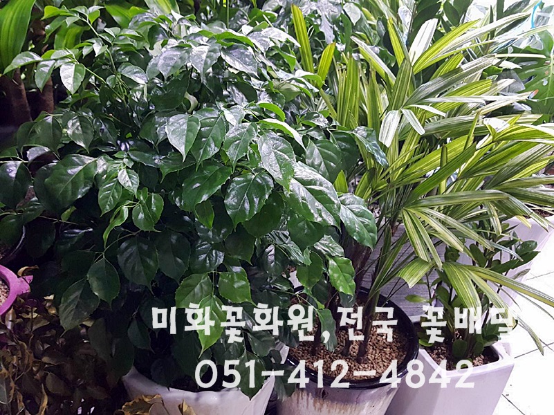 미화화원 이미지
