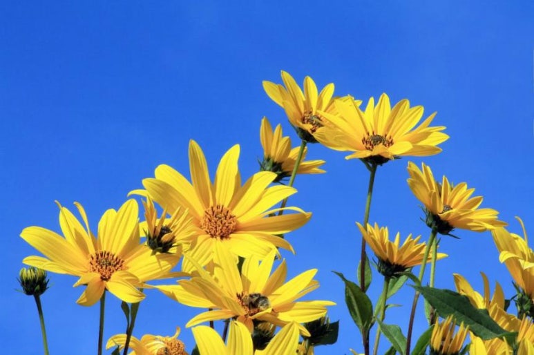 지라솔레(Girasole) 이미지