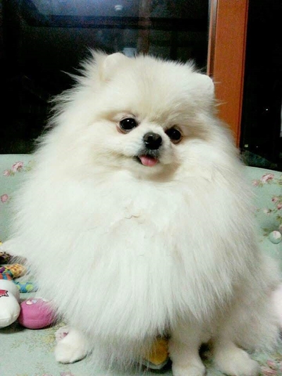 헬로핸지 이미지