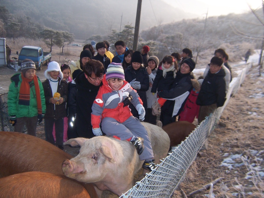 행복한 돼지 이미지