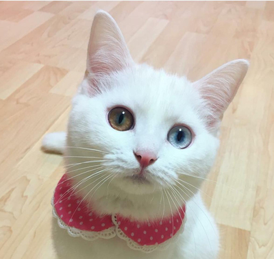 헬로핸지 이미지