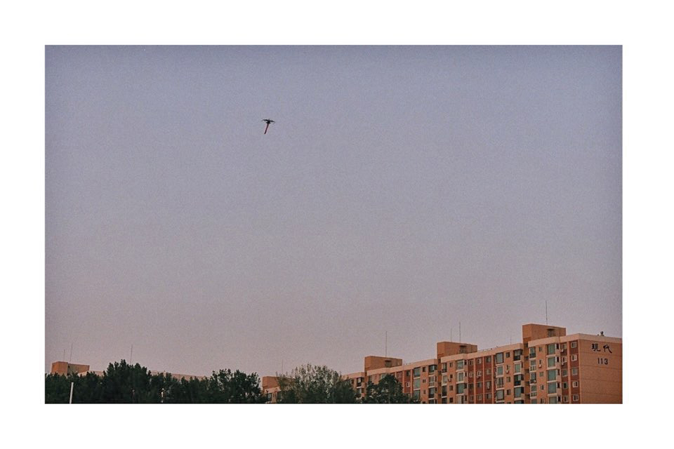 LP 필름 이미지