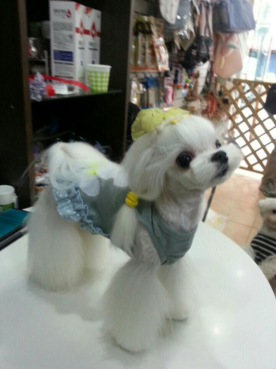 헬로핸지 이미지