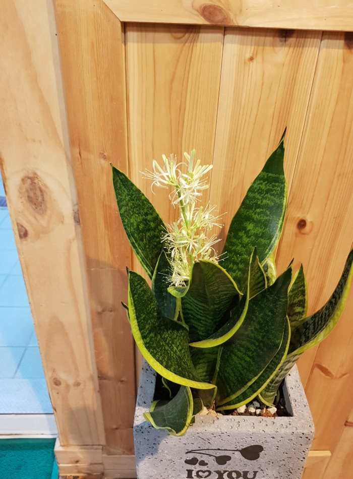 사라있네 이미지