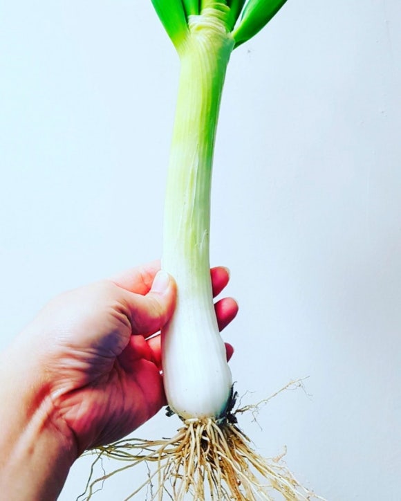 다래농원 이미지