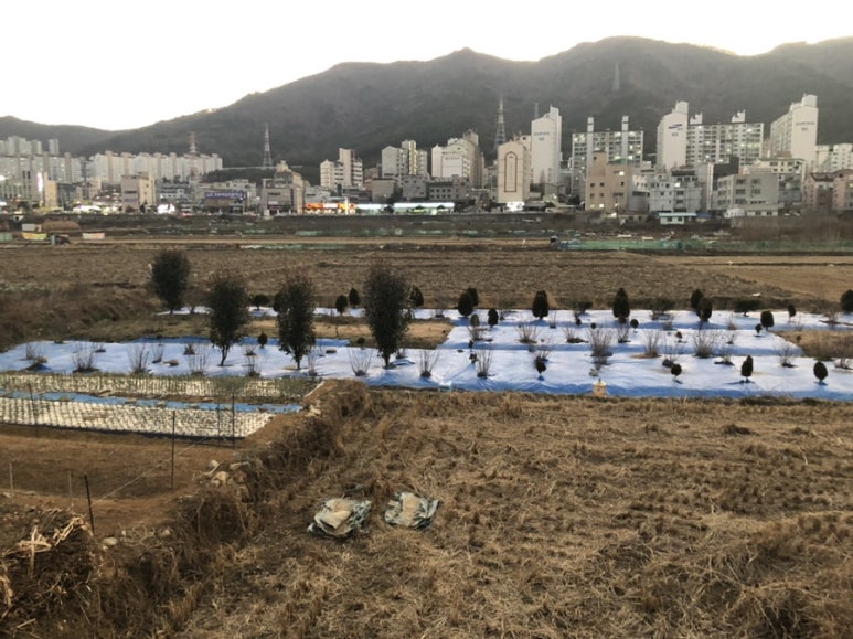 웜밀 이미지