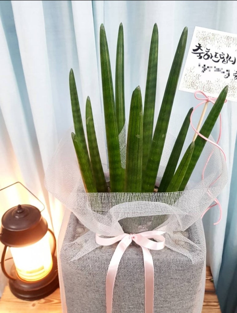 천지연플라워 이미지