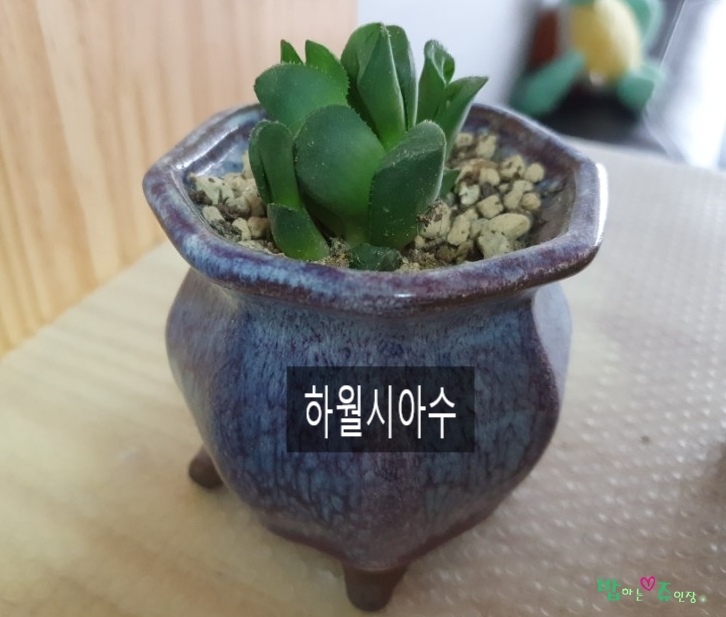 눈꽃인테리어 이미지