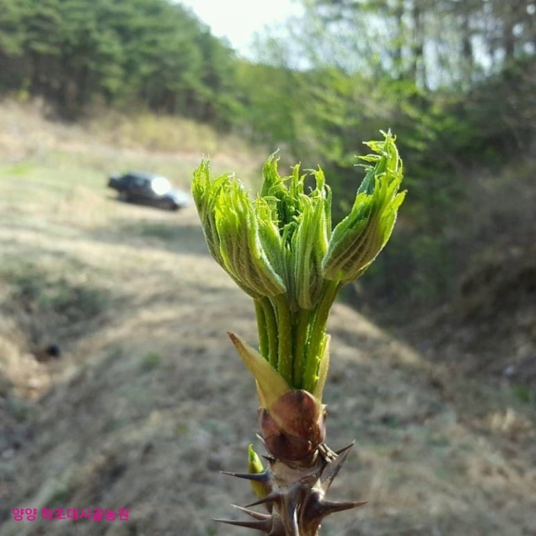 사시사철농원 이미지