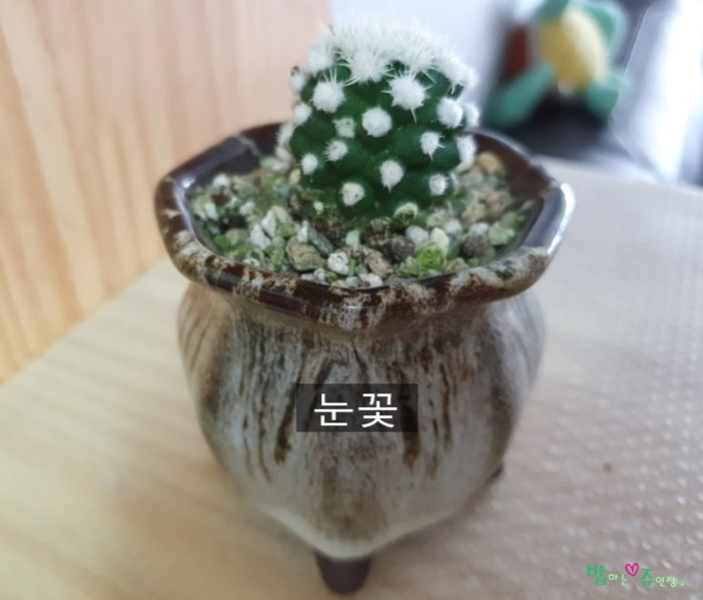 눈꽃인테리어 이미지