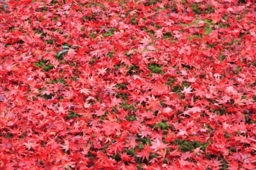 레드(Red) 이미지