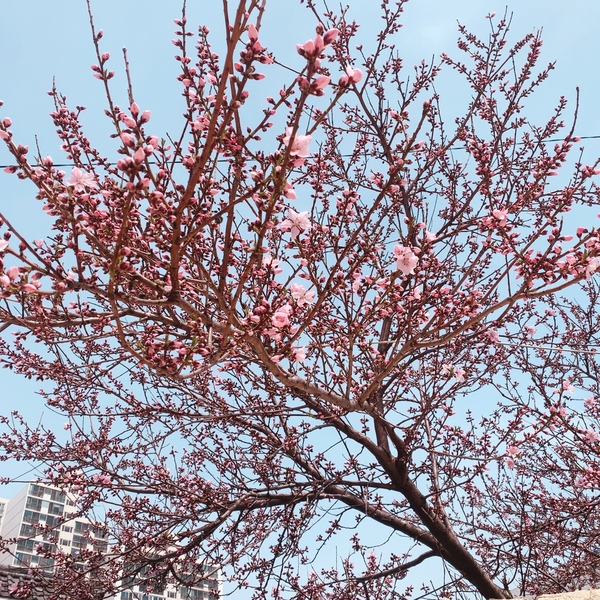 초림수제왕만두 이미지